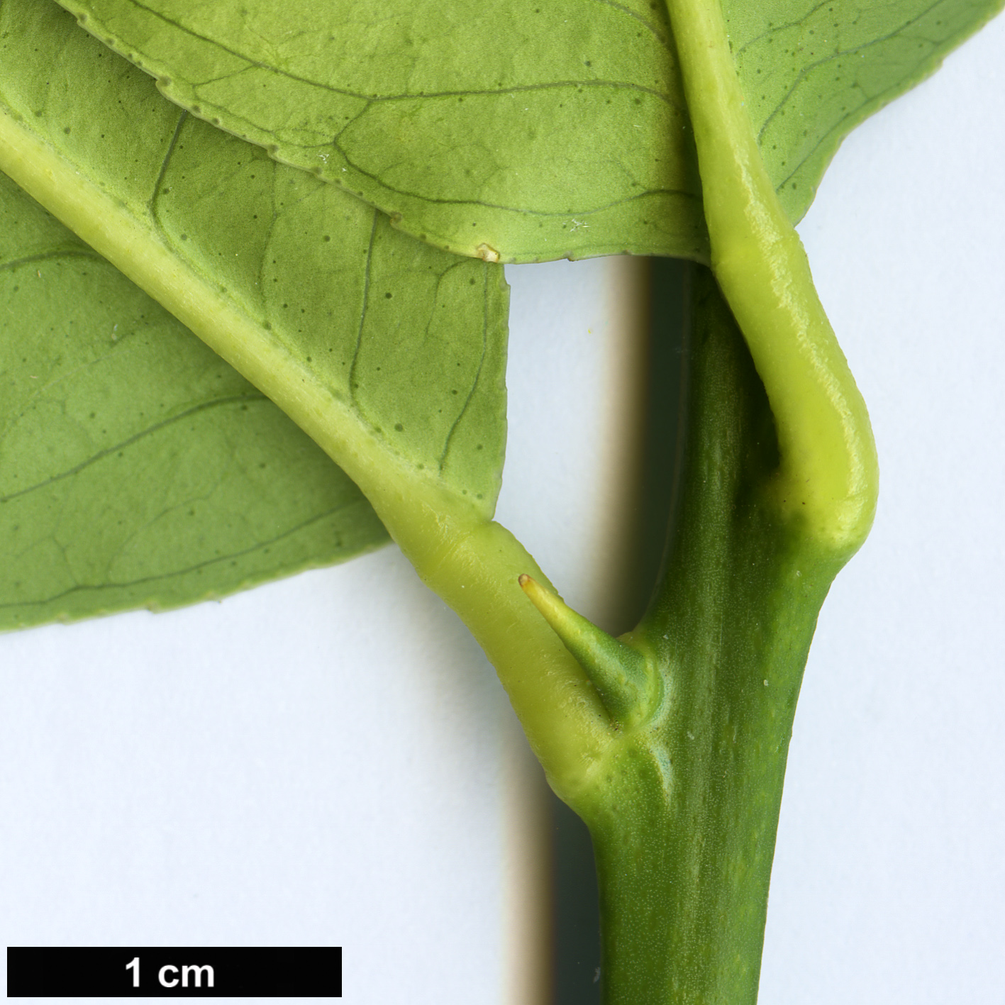 High resolution image: Family: Rutaceae - Genus: Citrus - Taxon: medica - SpeciesSub: var. sacrodactylis